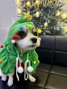 チップ　ツリー